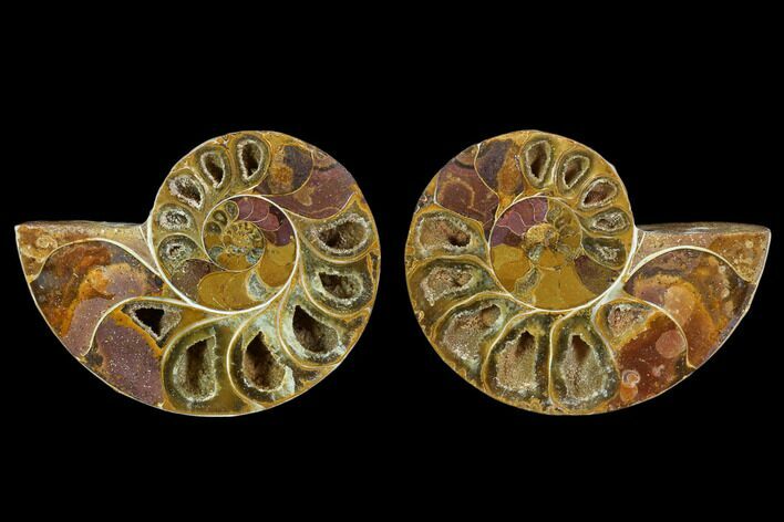 Cut & Polished, Agatized Ammonite Fossil (Pair)- Jurassic #110782